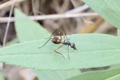 Taeniaptera trivittata