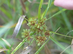 Cyperus virens