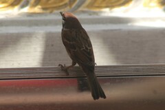 Passer montanus malaccensis