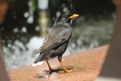 Acridotheres grandis