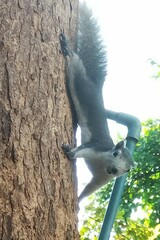 Callosciurus finlaysonii