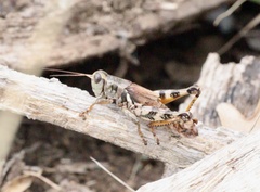 Melanoplus ponderosus