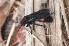 Dasymutilla ursus