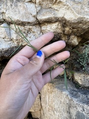 Pombalia verticillata