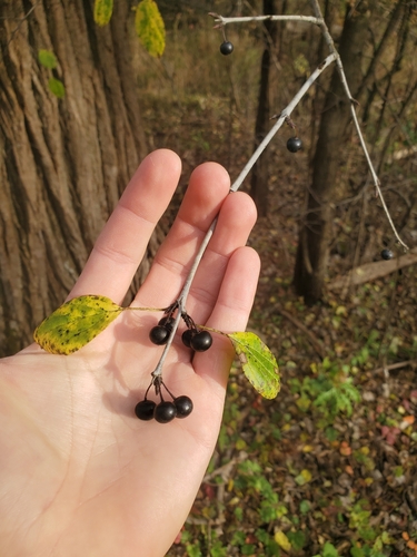 Rhamnus cathartica