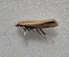 Plutella psammochroa