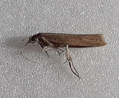 Plutella psammochroa