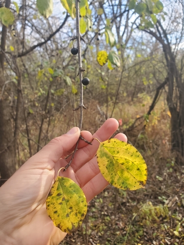 Rhamnus cathartica