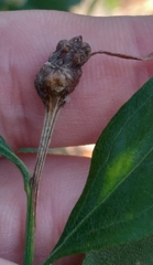 Neolasioptera lathami