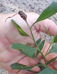 Neolasioptera lathami