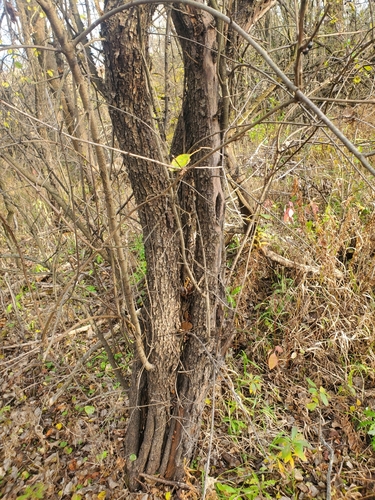 Rhamnus cathartica