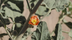 Sphaeralcea orcuttii