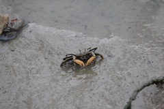 Macrophthalmus banzai