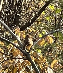 Thryothorus ludovicianus