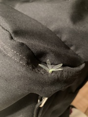 Chrysopa quadripunctata