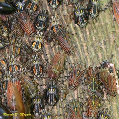 Aetalion reticulatum