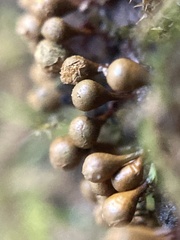 Hemitrichia