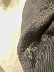 Chrysopa quadripunctata