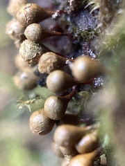 Hemitrichia