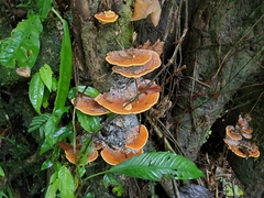 Rigidoporus