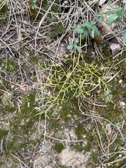 Apiaceae