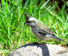 Lophospingus pusillus