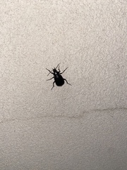 Calosoma peregrinator