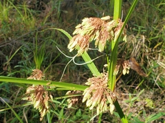 Cyperus virens