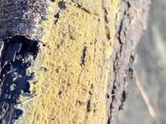 Trichoderma sulphureum