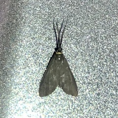 Pollanisus subdolosa