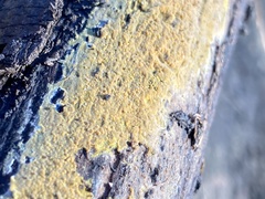 Trichoderma sulphureum