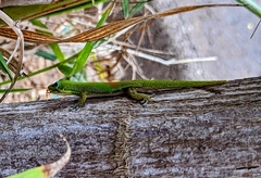 Phelsuma laticauda