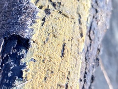 Trichoderma sulphureum