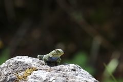 Sceloporus taeniocnemis