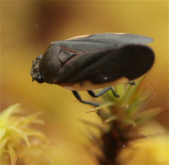 Aeneolamia flavilatera