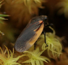 Aeneolamia flavilatera