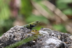 Sceloporus taeniocnemis