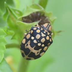 Orsilochides scurrilis