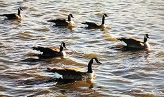 Branta canadensis