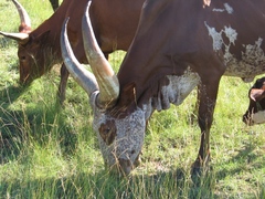 Bos indicus × taurus