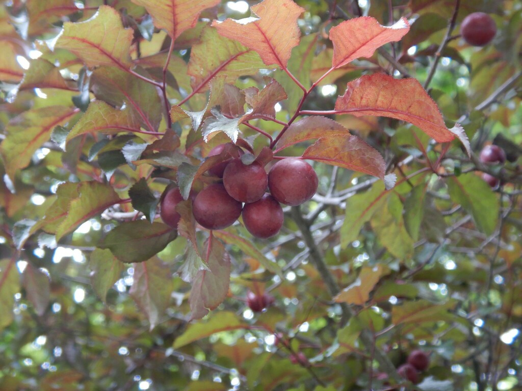Cherryplum from Christchurch including Banks Peninsula, Canterbury