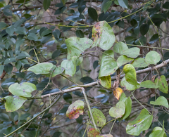 Smilax rotundifolia