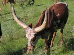 Bos indicus × taurus