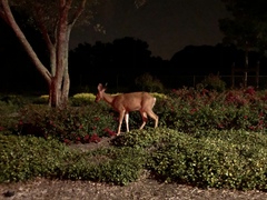 Odocoileus hemionus columbianus