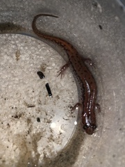 Desmognathus fuscus