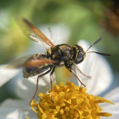 Hoplitimyia mutabilis