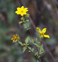 Bidens aristosa