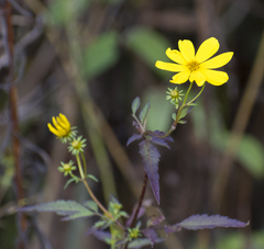 Bidens aristosa