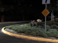Odocoileus hemionus columbianus
