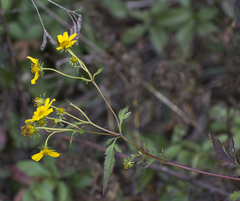 Bidens aristosa